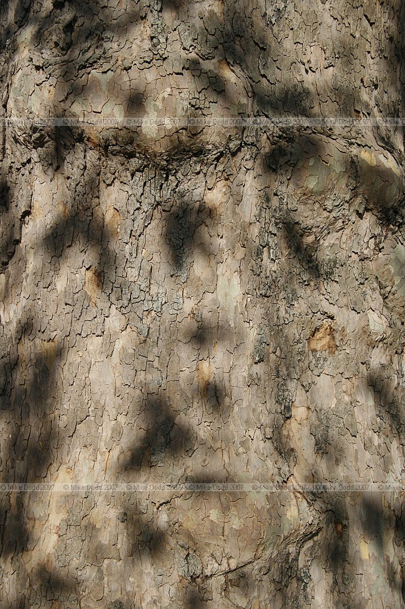 Platanus x hispanica London Plane