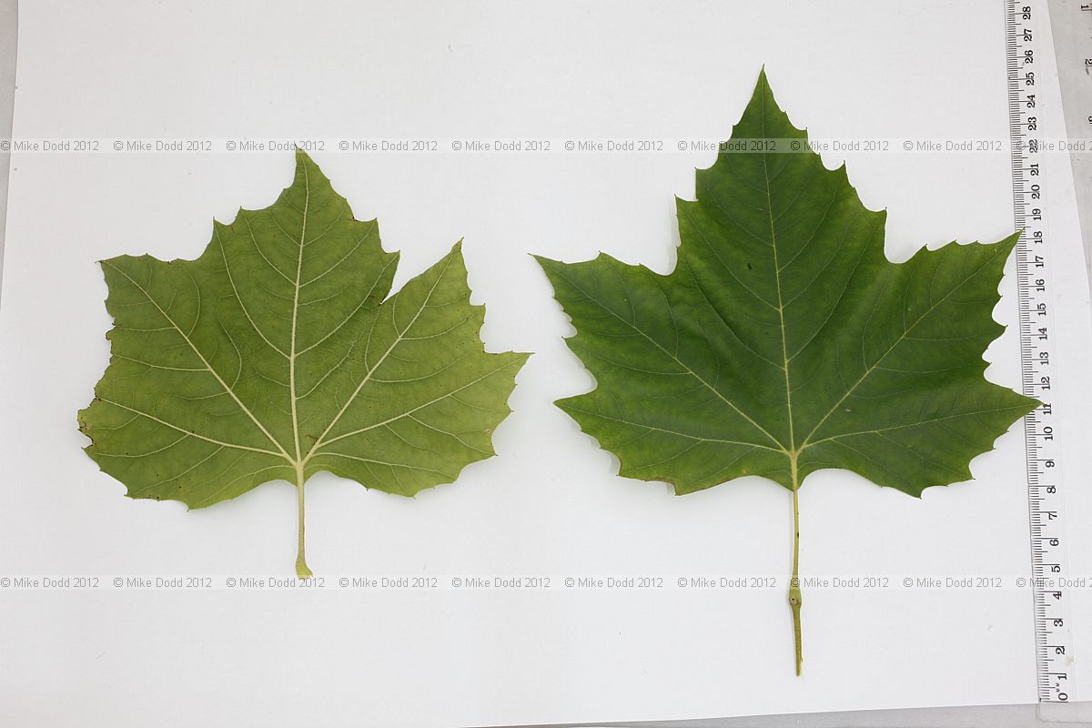 Platanus x hispanica London Plane