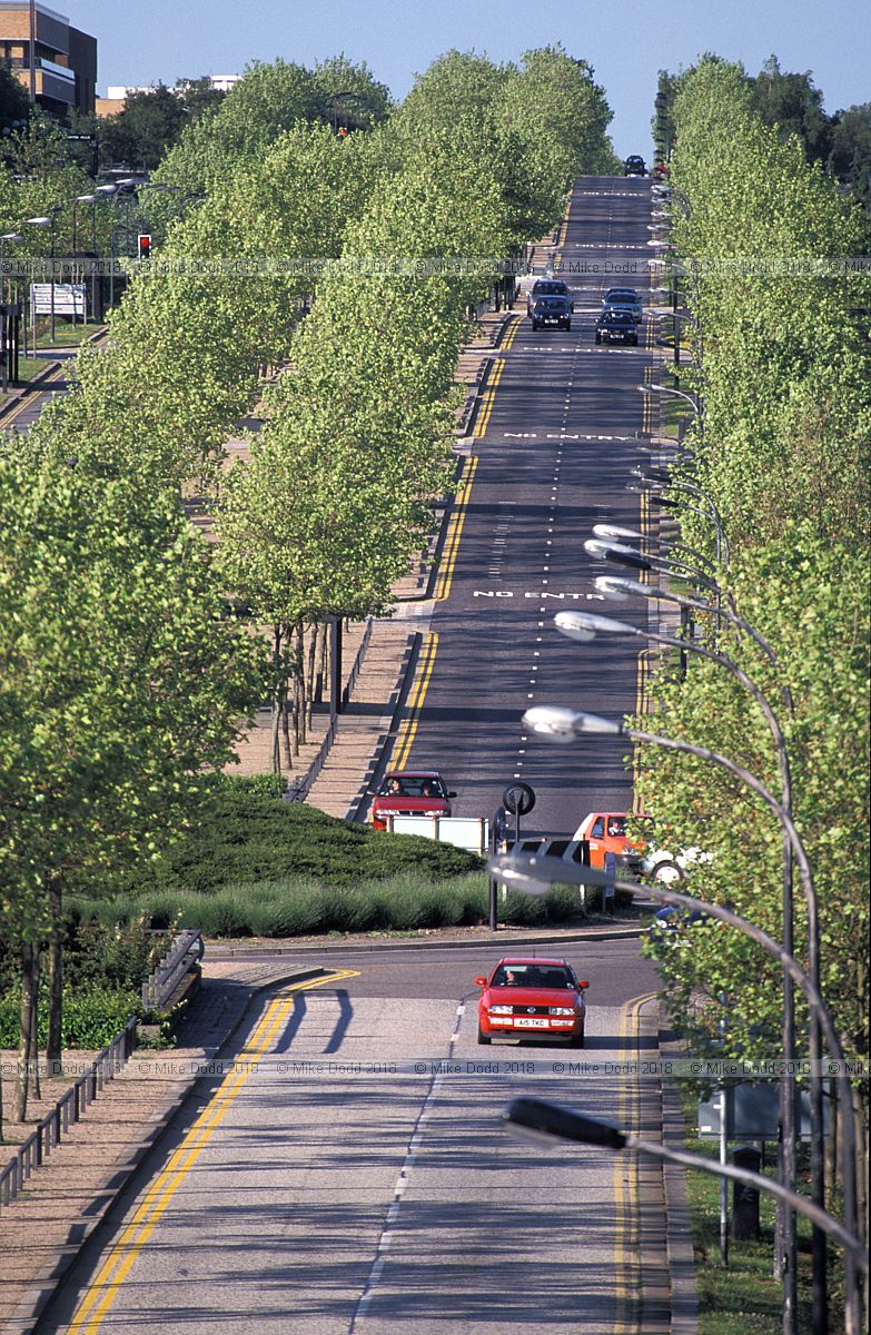 Platanus x hispanica London Plane Silbury boulevard Milton Keynes