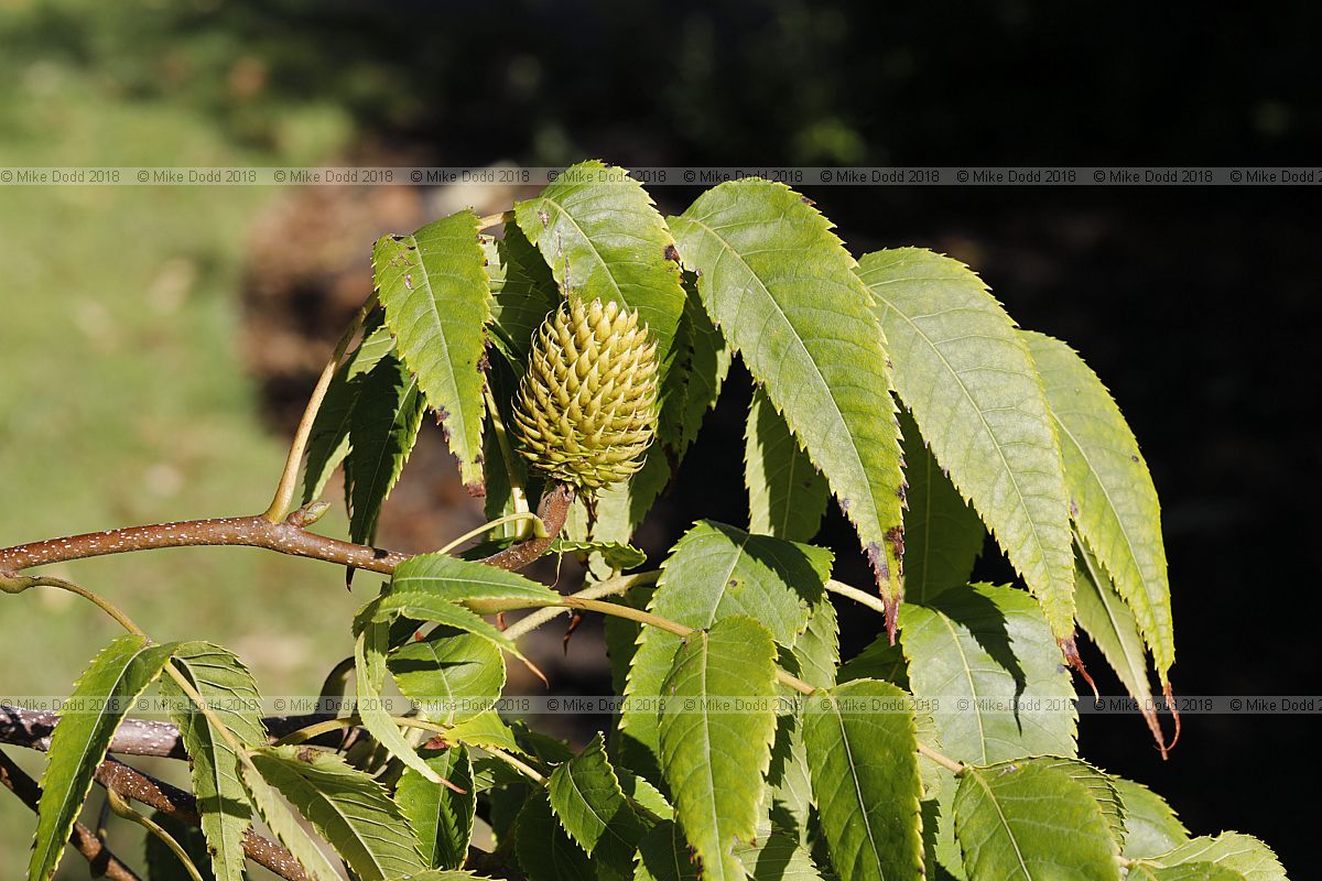 Platycarya strobilacea