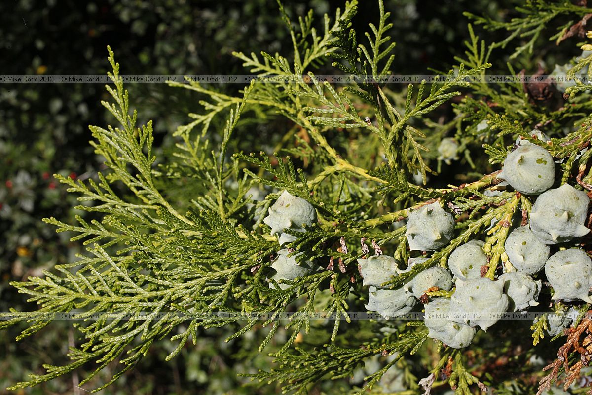 Platycladus orientalis Oriental Thuja
