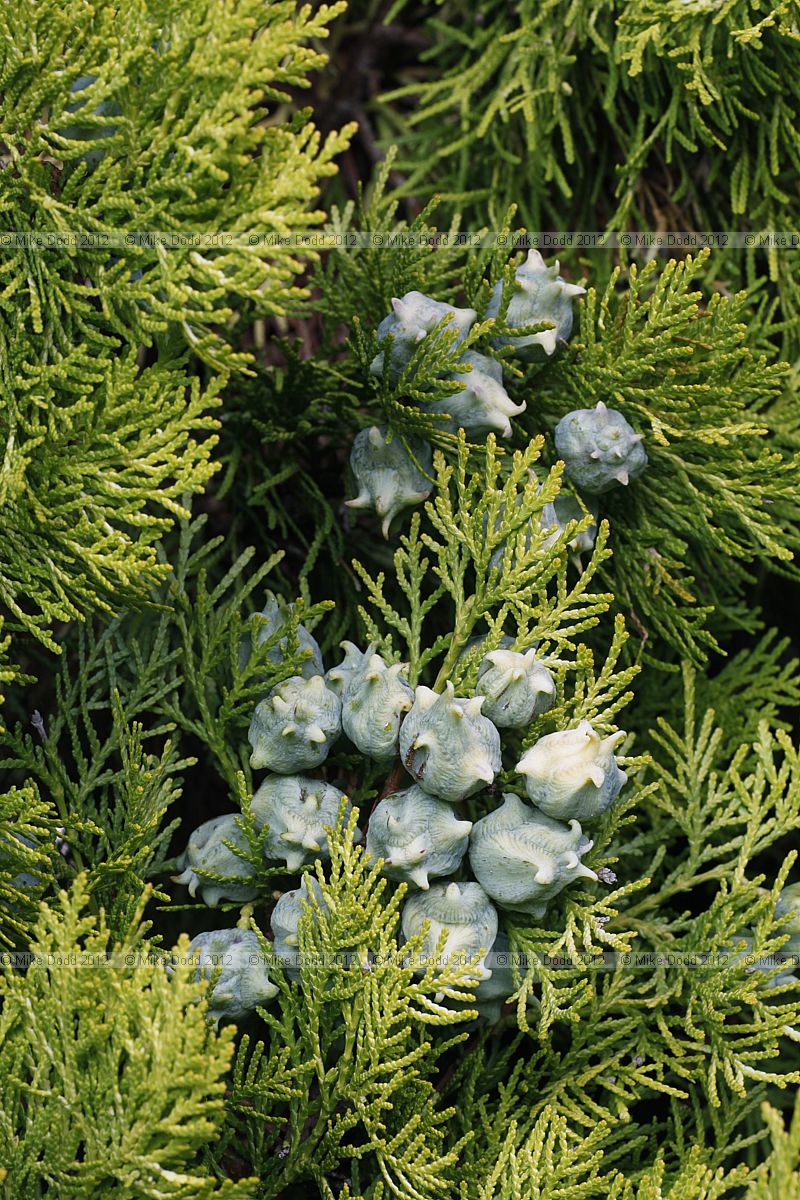 Platycladus orientalis 'Pyramidalis Aurea'