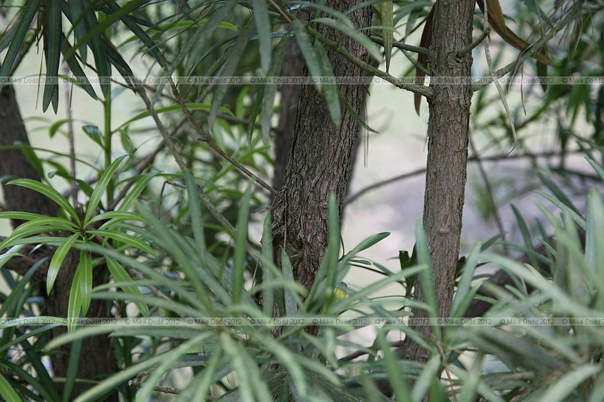 Podocarpus chinensis var chinensis