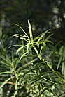 Podocarpus chinensis var. chinensis