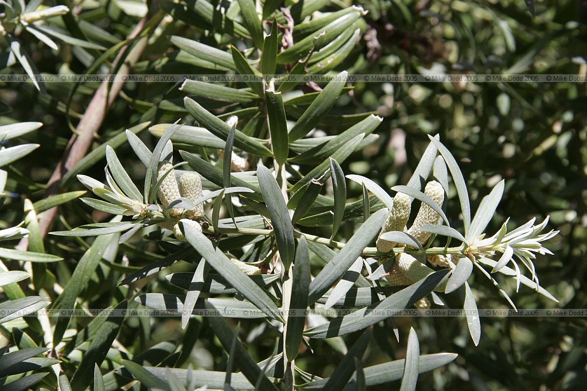 Podocarpus elongatus at Stellenbosch botanic garden