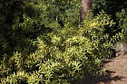 Podocarpus totara 'Aureus' Totara