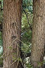 Podocarpus totara 'Aureus' Totara