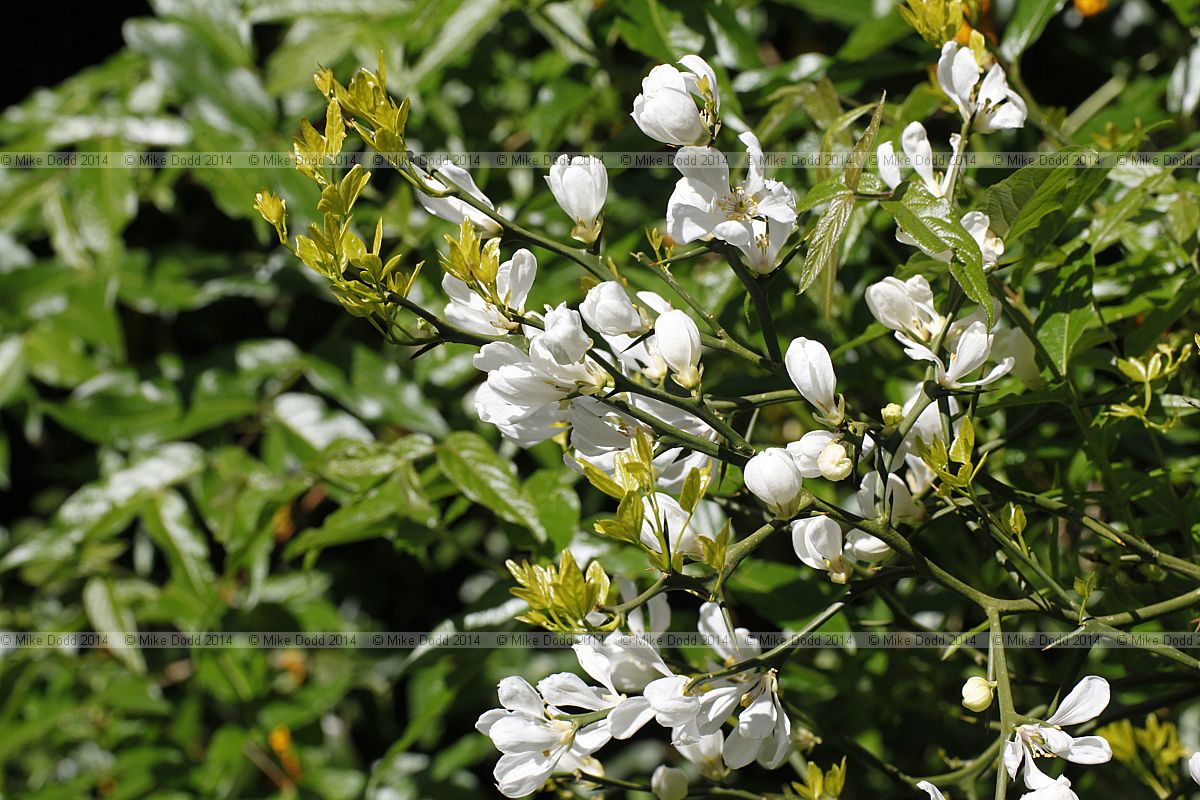 Poncirus trifoliata Trifoliate Orange