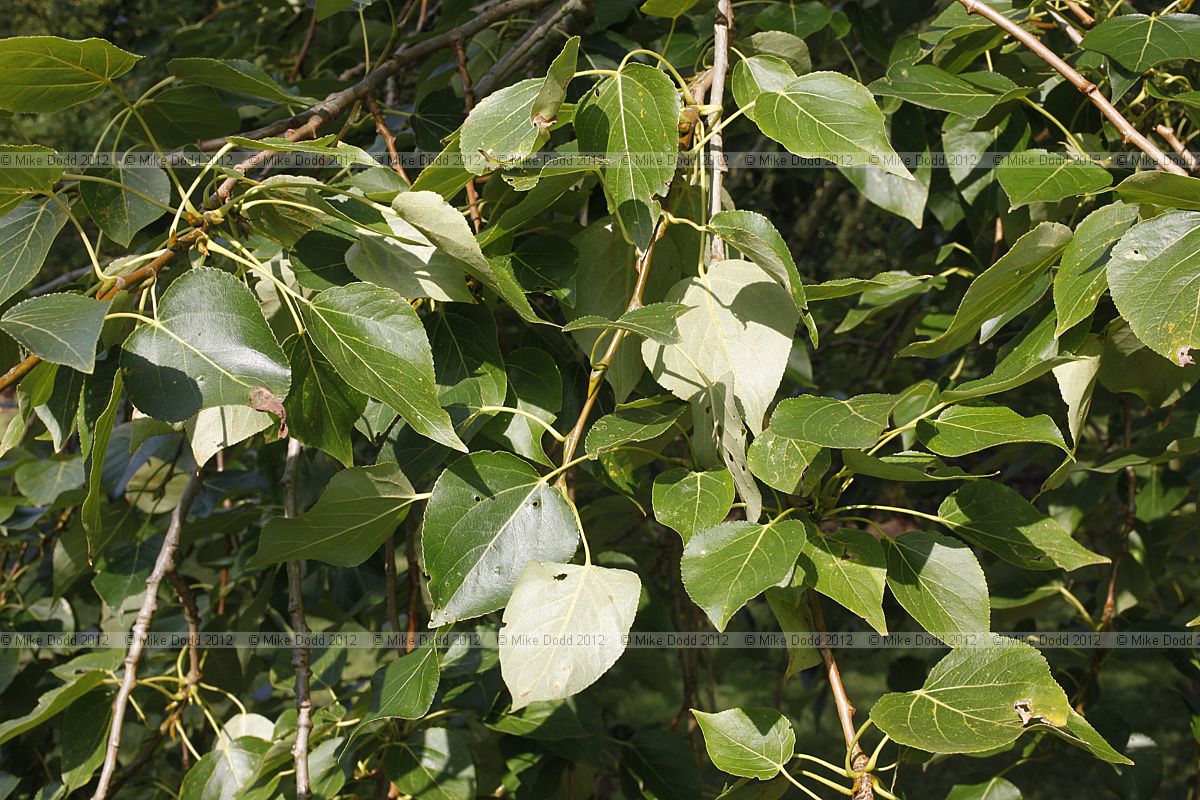 Populus adenopoda