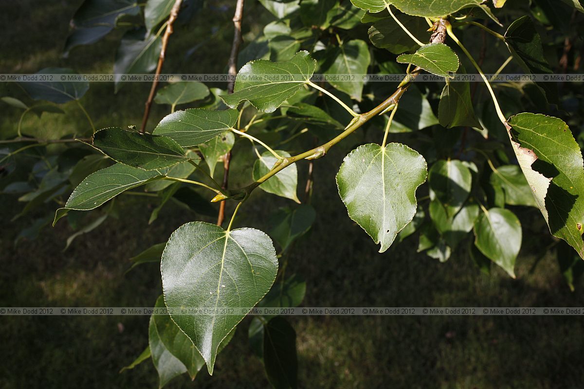 Populus adenopoda