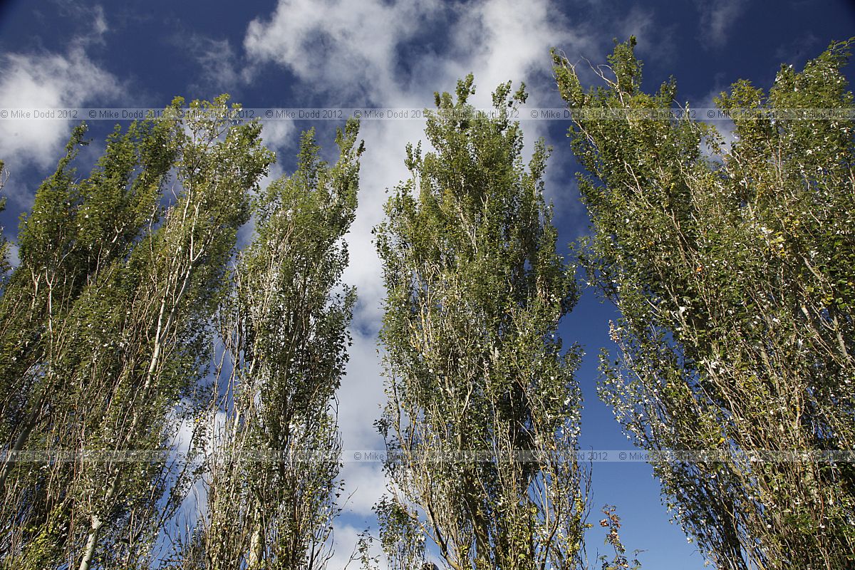 Populus alba 'Pyramidalis' Bolle's Poplar (?)