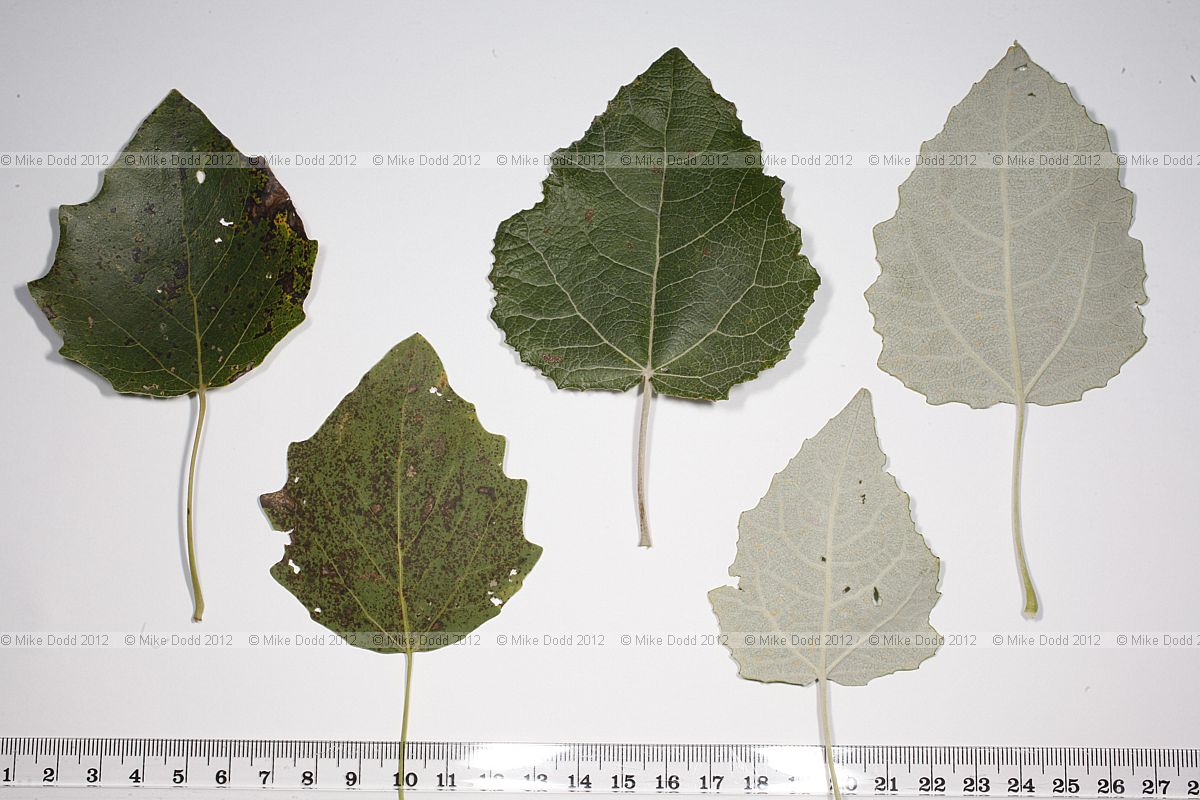 Populus canescens Grey Poplar
