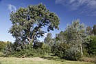 Populus canescens Grey Poplar