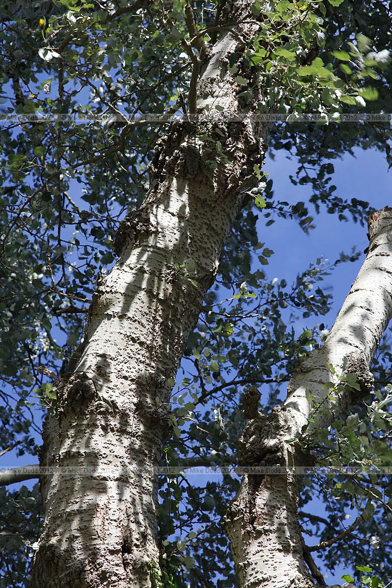 Populus canescens Grey Poplar