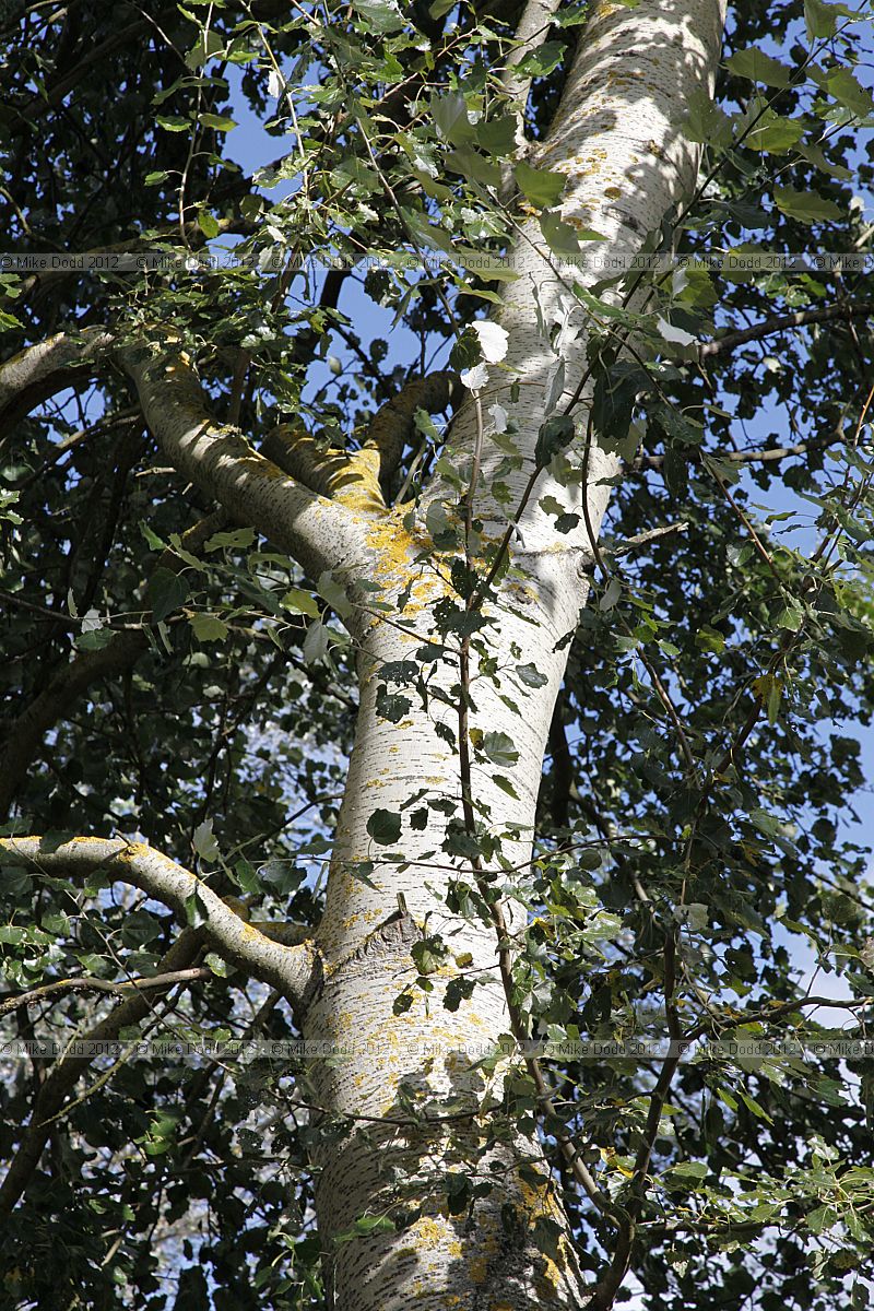Populus canescens 'Macrophylla' Picart's Poplar (?)