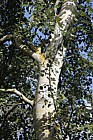 Populus canescens 'Macrophylla' Picart's Poplar (?)