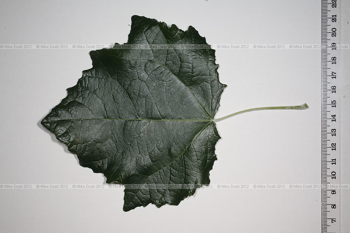 Populus canescens 'Macrophylla' Picart's Poplar (?)