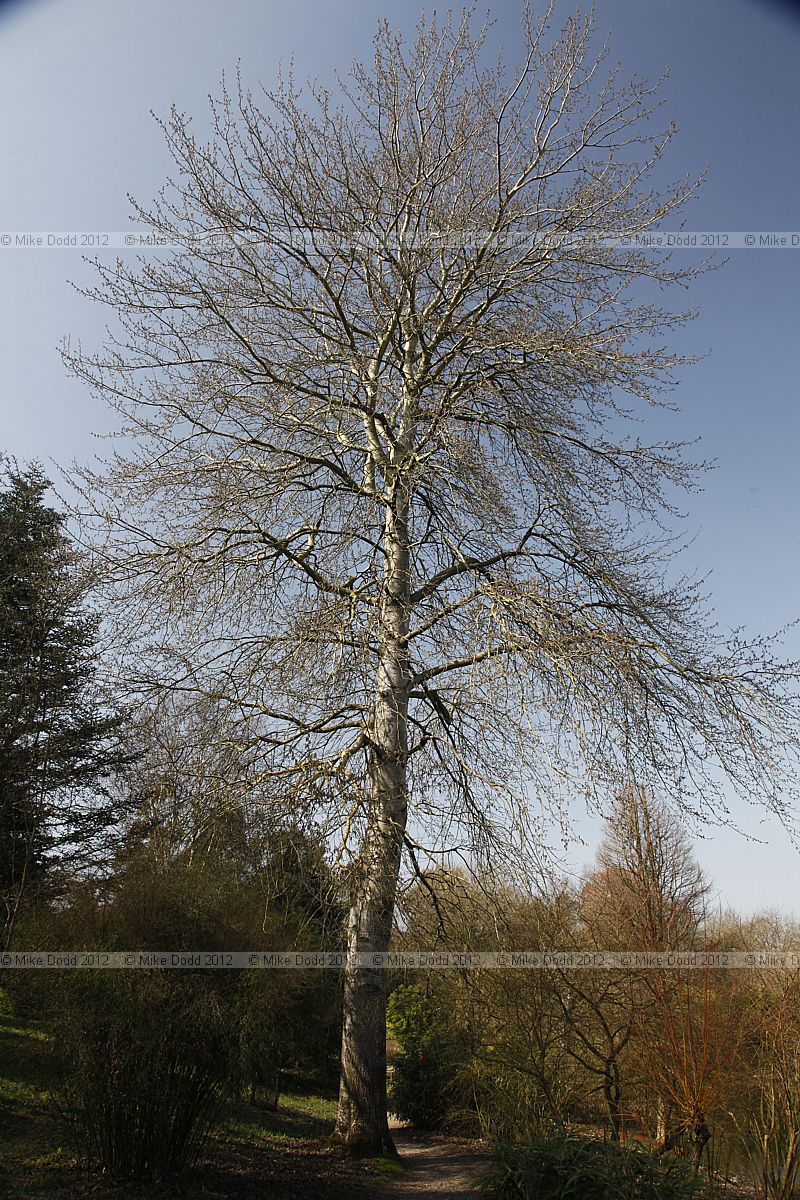 Populus canescens 'Macrophylla'