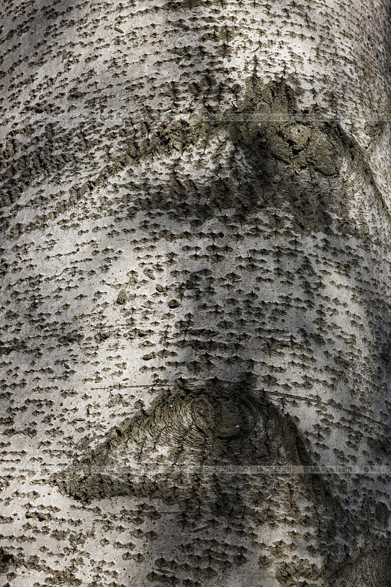 Populus canescens 'Macrophylla'