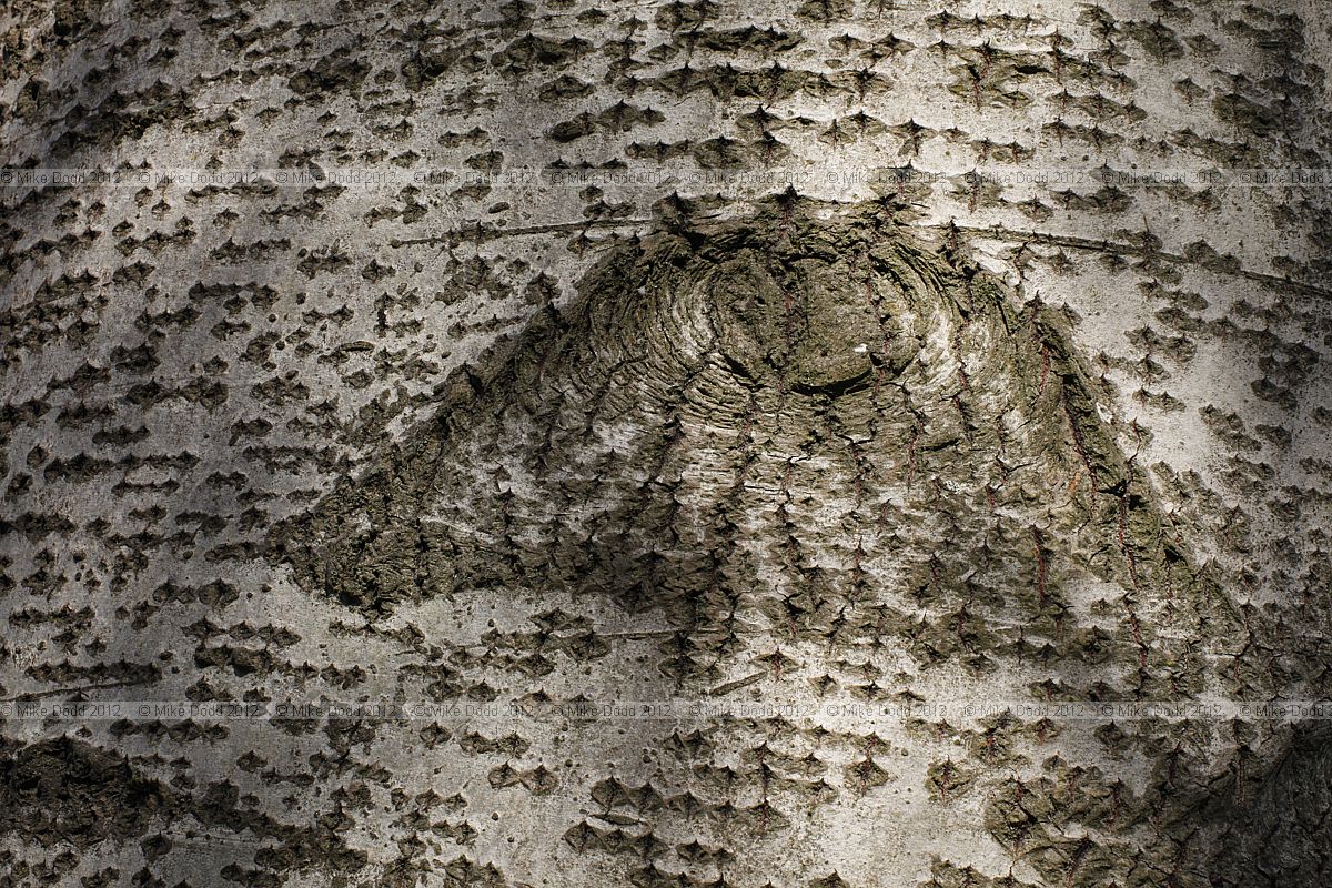Populus canescens 'Macrophylla'