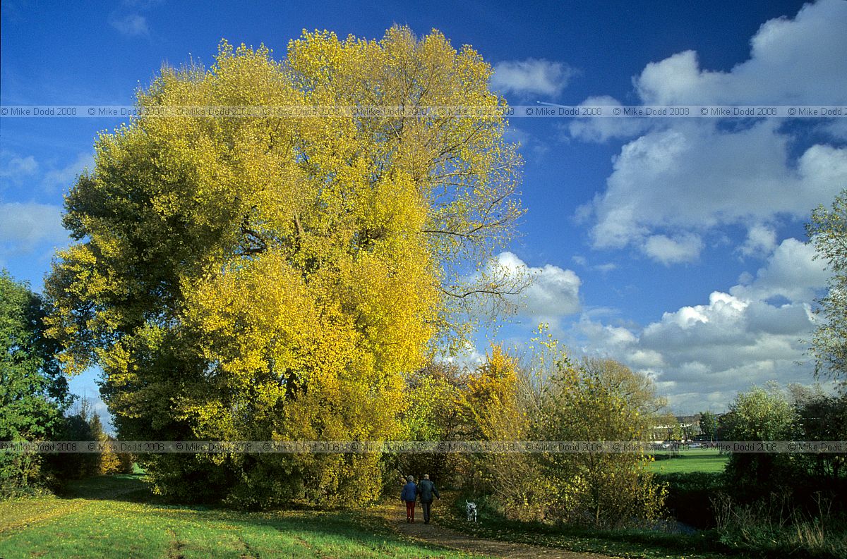 Populus nigra ssp betulifolia Black poplar