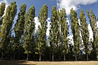 Populus nigra 'Italica' Lombardy Poplar