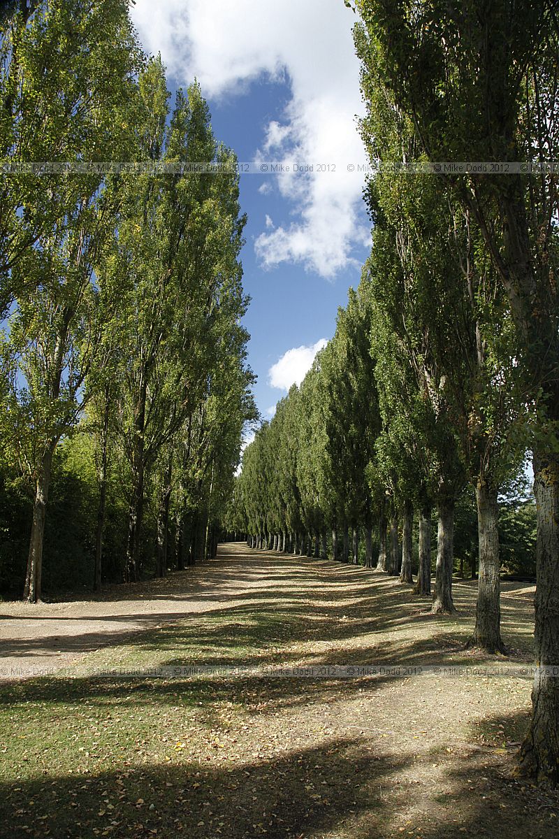 Populus nigra 'Italica' Lombardy Poplar