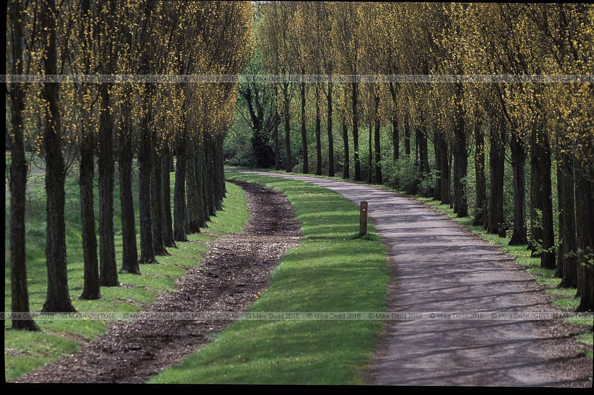 Populus nigra 'Italica' Lombardy Poplar avenue, Milton Keynes