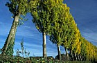Populus nigra 'Italica' Lombardy poplars, autumn colour, Simpson, Milton Keynes