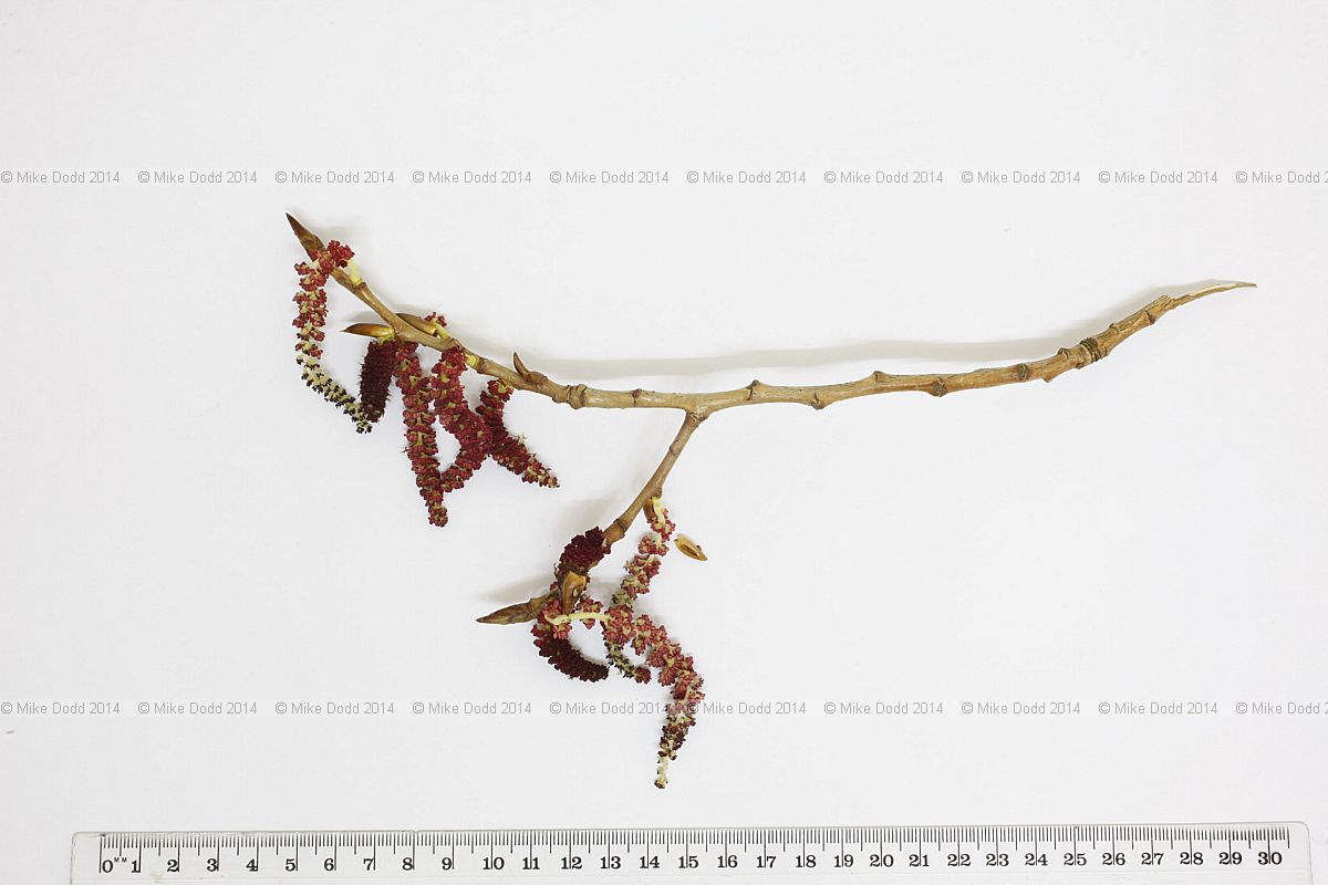 Populus nigra ssp betulifolia Black poplar