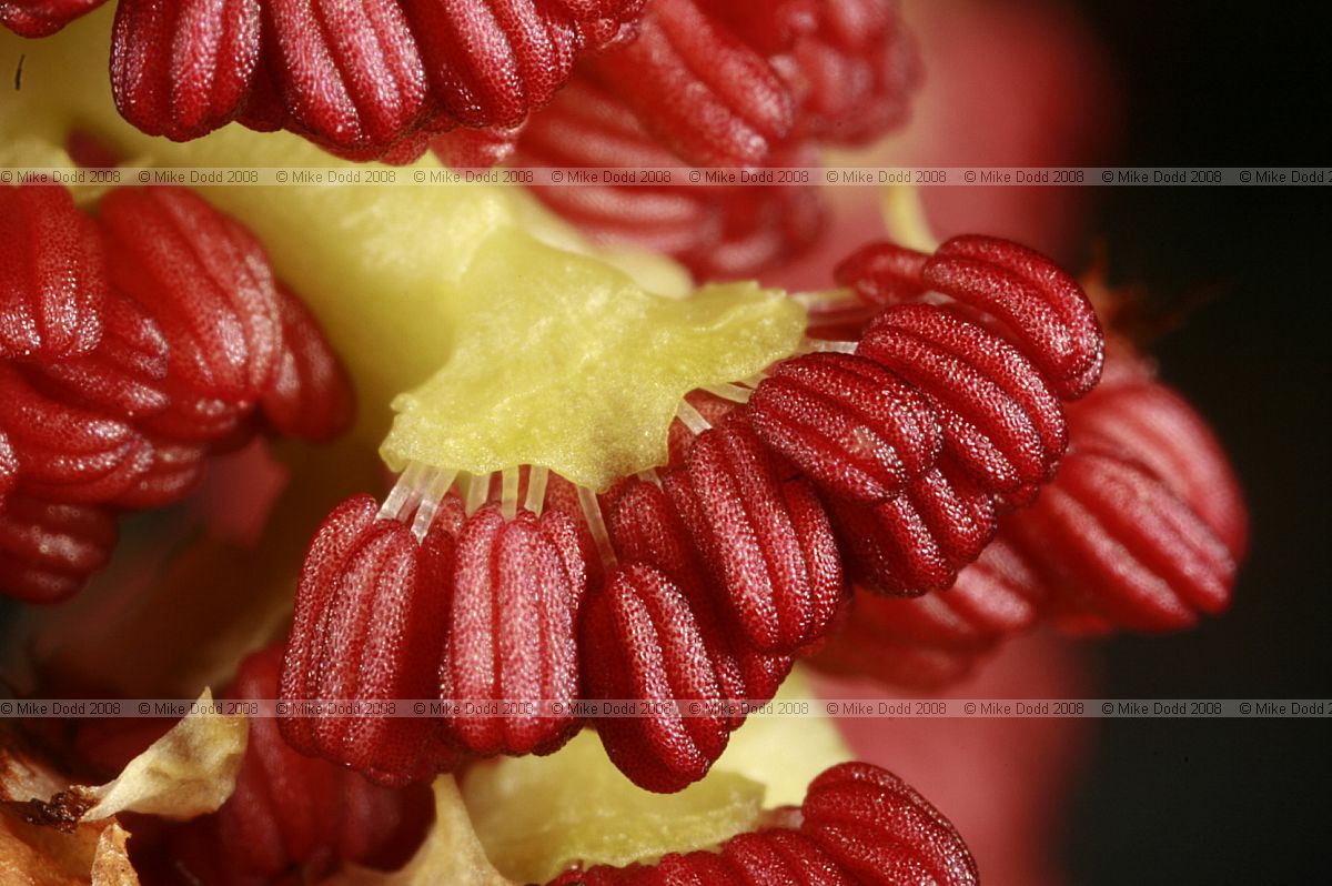 Populus nigra ssp betulifolia Black poplar flowers