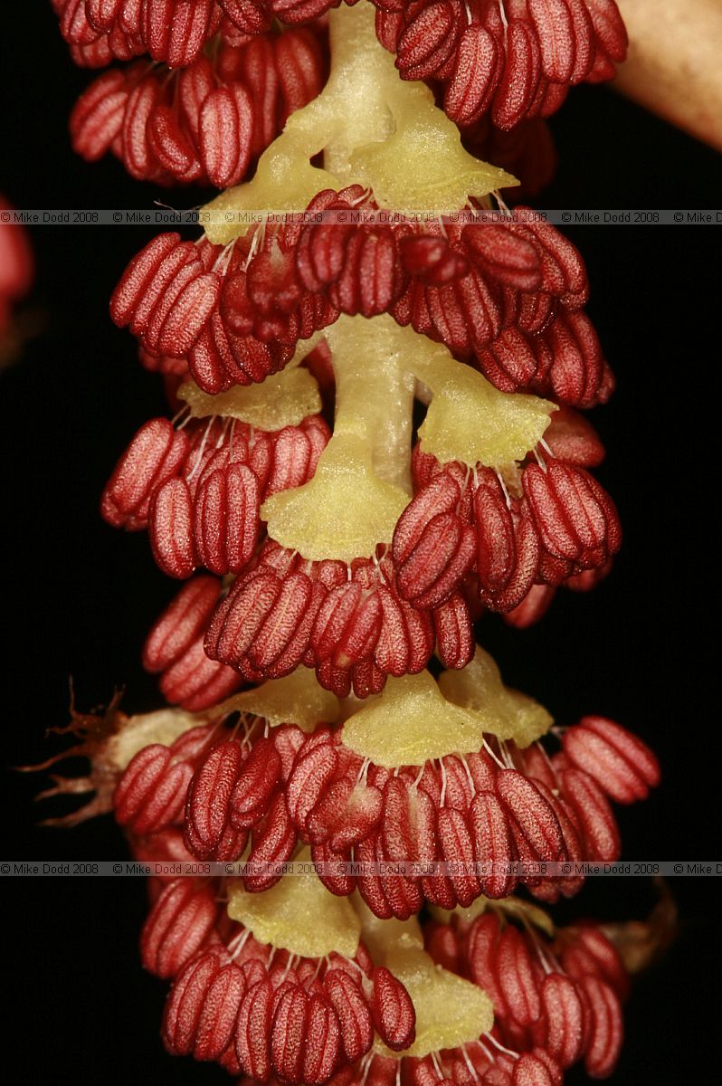 Populus nigra ssp betulifolia Black poplar flowers