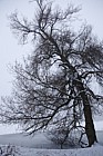 Populus nigra ssp betulifolia Black poplar