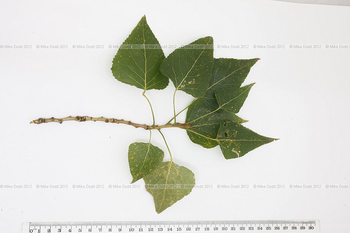 Populus nigra ssp. betulifolia Wild Black Poplar