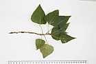 Populus nigra ssp. betulifolia Wild Black Poplar