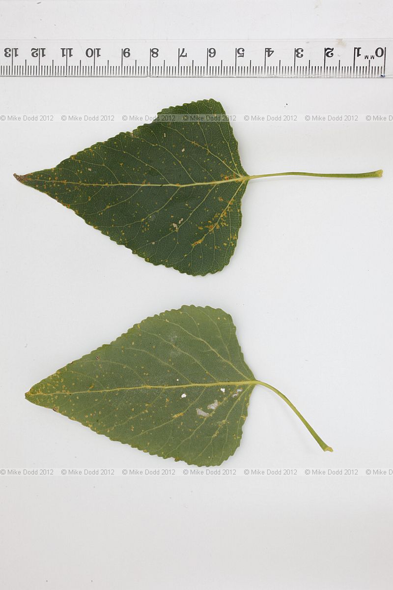 Populus nigra ssp. betulifolia Wild Black Poplar