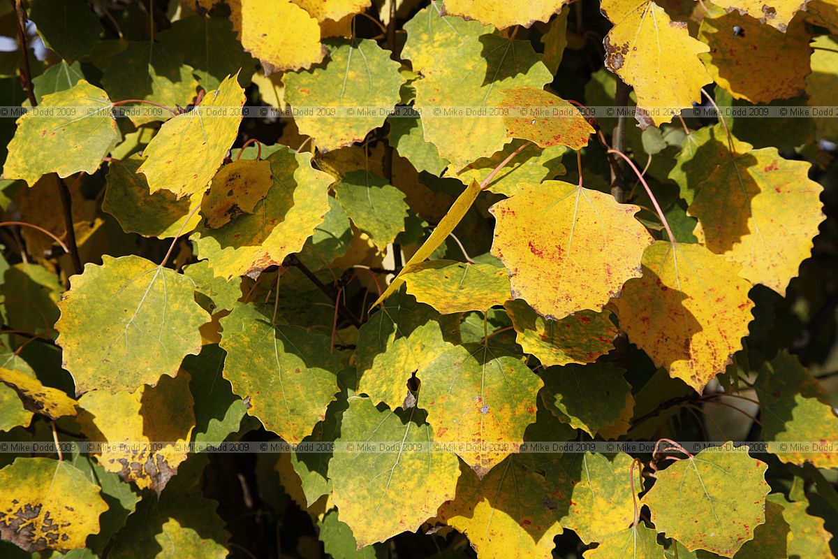 Popula tremula 'Erecta'