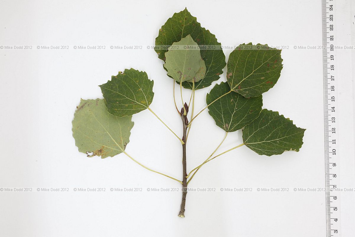 Populus tremula Aspen