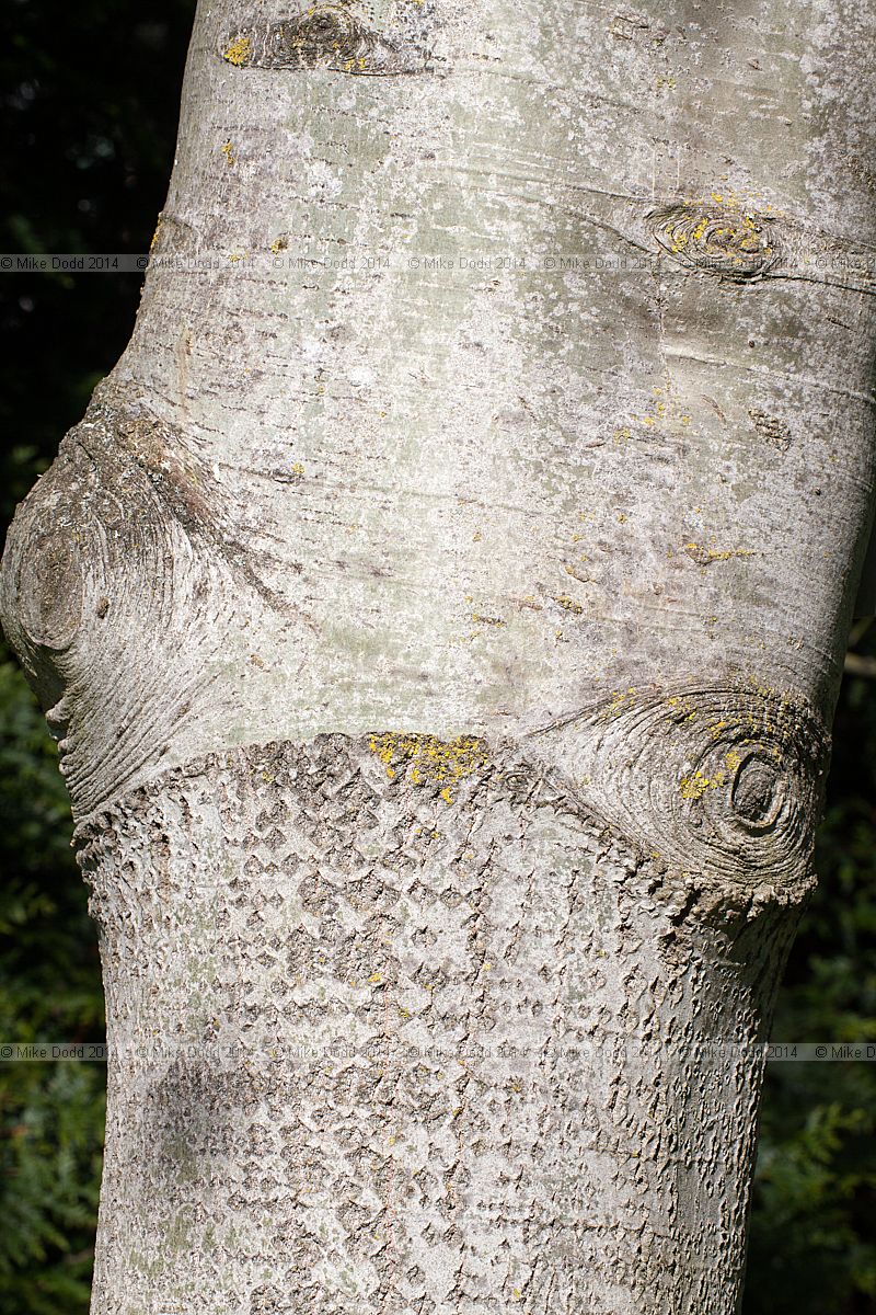 Populus tremula 'Pendula' showing graft onto rootstock possibly of grey poplar