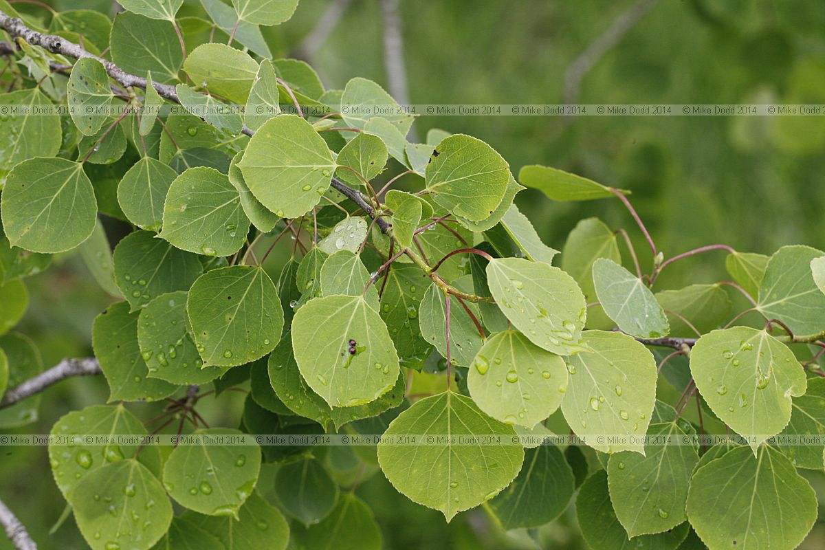 Populus tremuloides Quaking aspen