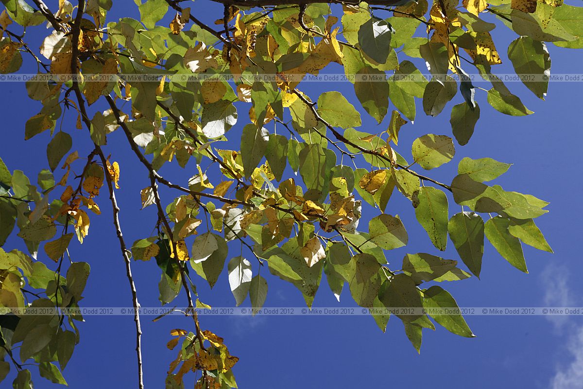Populus trichocarpa Western Balsam Poplar (?)