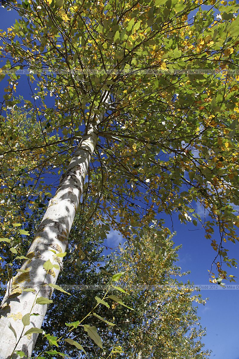 Populus trichocarpa Western Balsam Poplar (?)