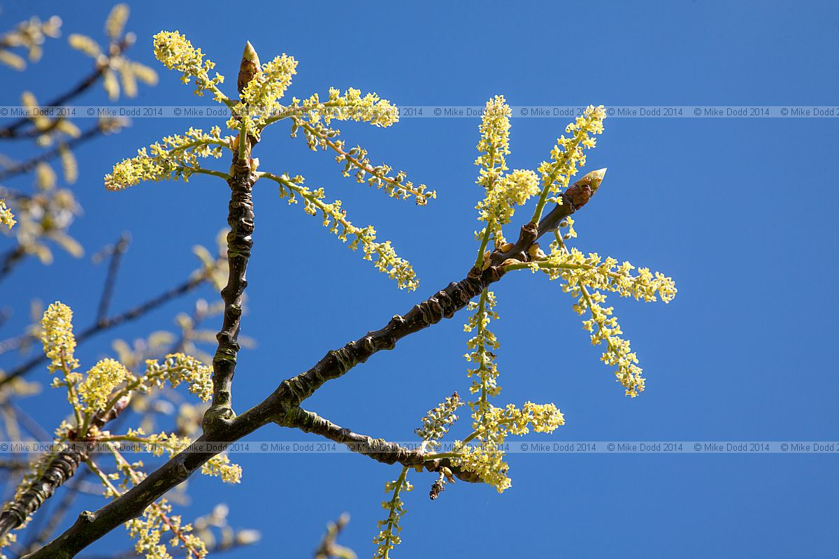 Populus wilsonii Wilson poplar