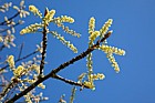 Populus wilsonii Wilson poplar