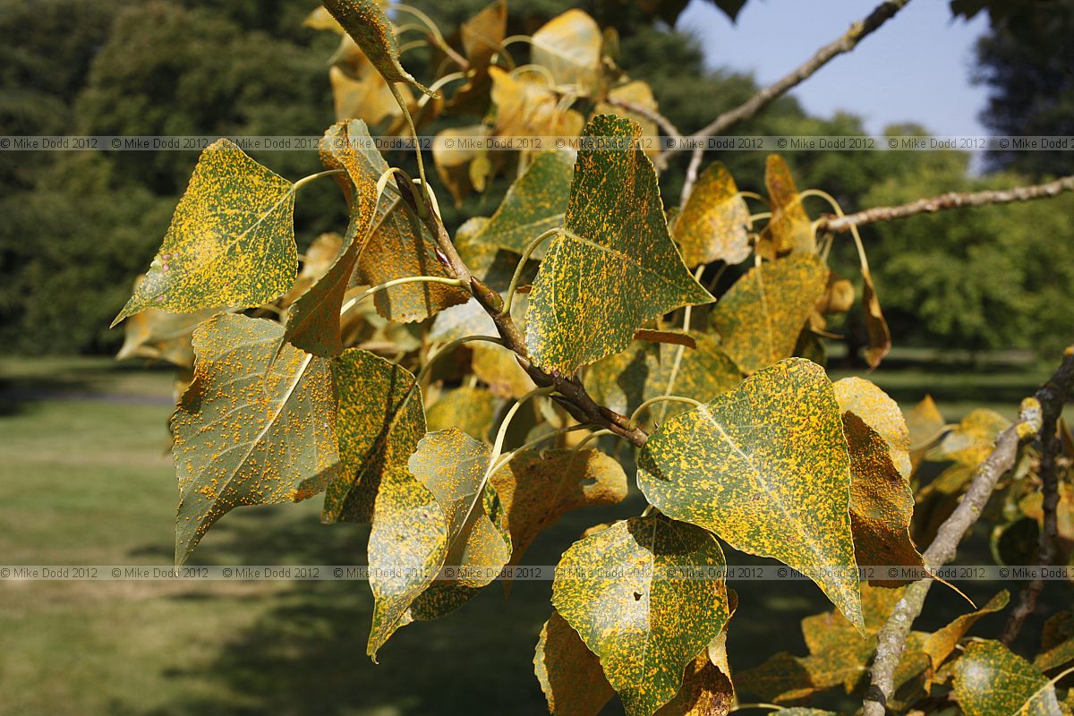 Populus x canadensis 'Robusta'