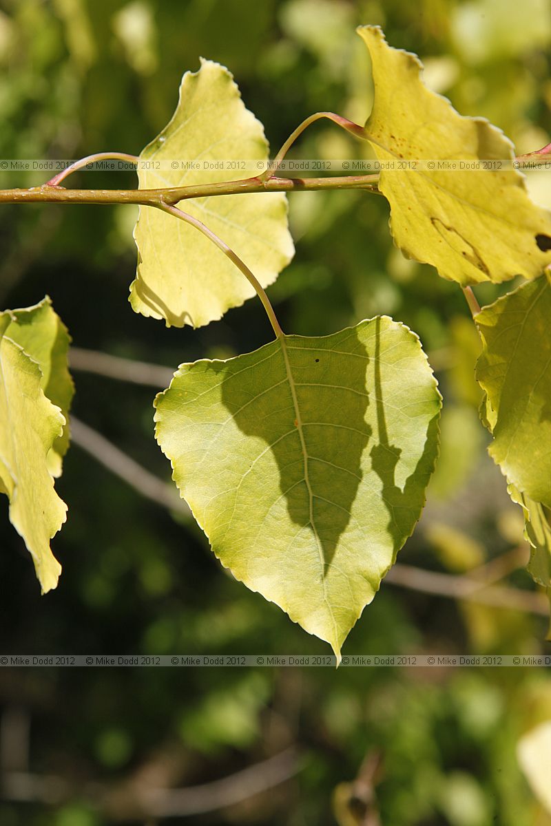 Populus x canadensis 'Aurea'
