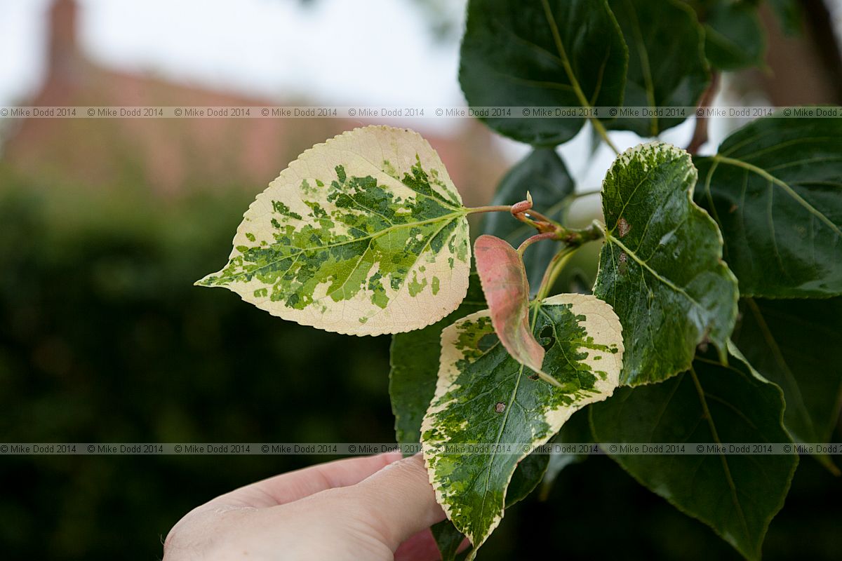 Populus x jackii 'Aurora' Balm of Gilead 'Aurora'