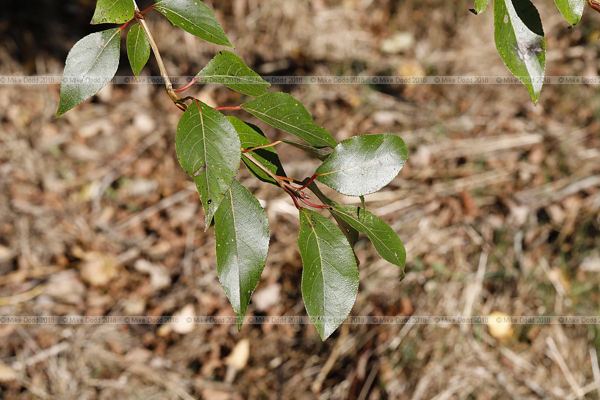 Populus yunnanensis Yunnan poplar