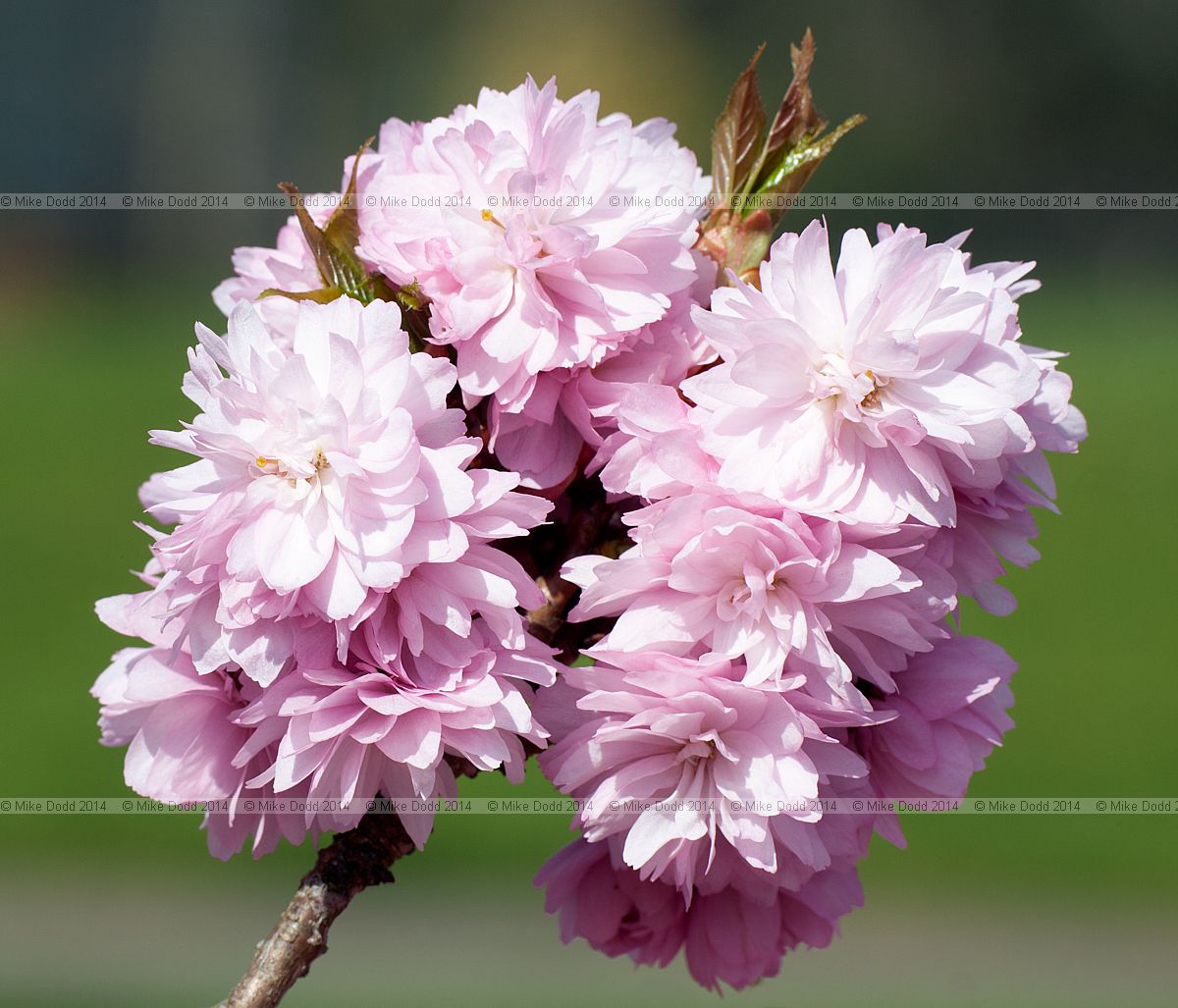 Prunus 'Asano'