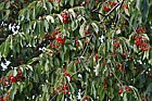 Prunus avium Sweet cherry